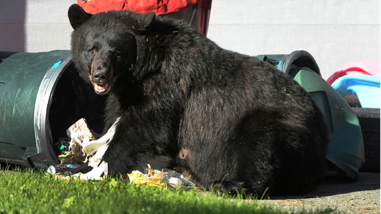 A bear sifting through the trash for some unloved treasure